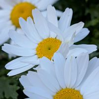 マーガレットの画像