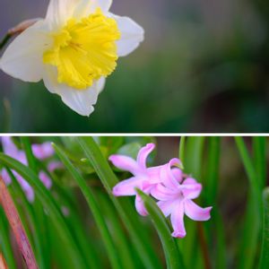 ヒヤシンス,クチベニズイセン（口紅水仙）,広い庭の画像