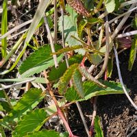 ワレモコウの画像