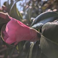 マーガレット,白木蓮,侘助椿,侘助椿,椿の画像