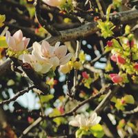 カリン,ムラサキハナナ,ショカッサイ,癒し,散策の画像