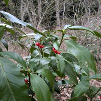 アオキ,赤い実,平和を願う,医療関係者に感謝,真っ赤な火曜日の画像