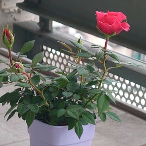 ミニバラの画像