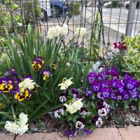 キンギョソウ,シロタエギク,チューリップ,ツルニチニチソウ,パンジーの画像