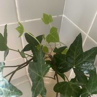 ヘデラ,アイビー,多肉植物,観葉植物,植物のある暮らしの画像