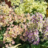 エリシマム,サクラソウ,ツバキ,ヒュウガミズキ,ヤブランの画像