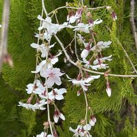 クロッカス,シュンラン,枝垂れ桜の画像