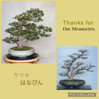 サツキ,盆栽,植え替え,サツキ盆栽の画像