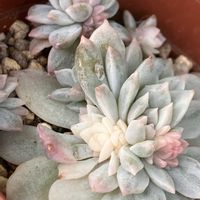 不死鳥錦,夕映え,ユーフォルビア シルバースワン,マジックジャムゴールド .,パミールローズ錦の画像