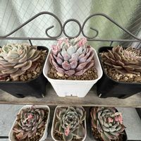 エケベリア,エケベリア,アガベ　笹の雪,アオエニウム 黒法師,タキタスの画像