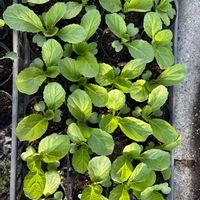 白菜,ガーデニング,種から,種まき,楽しみ〜の画像