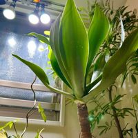 アガベ,フィロデンドロン,アガベ・アテナータ,森林浴,熱帯植物の画像