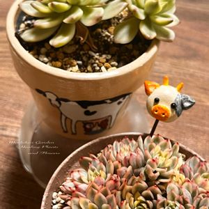 女雛錦,女雛錦,マクス錦,リメ鉢,ガーデンピックの画像