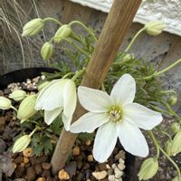 クレマチス,ガーデニングの画像