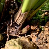 ギョウジャニンニク,原木しいたけ,キンリョウヘン(金稜辺),キンリョウヘン(金稜辺),花芽の画像