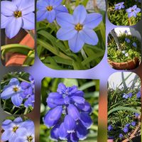 ハナニラ,クレマチス,コブシ,マーガレット,ムスカリの画像