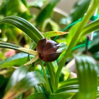 ユリ,ユリ　木子,花のある暮らし,北海道,栽培記録の画像