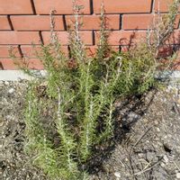 ローズマリー,ハーブ,ガーデニング,庭の画像