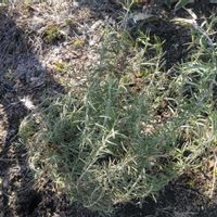 ローズマリー,ハーブ,ガーデニング,庭の画像