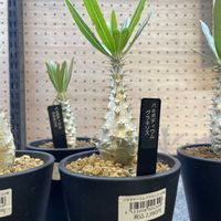 パキポディウム・グラキリスの画像