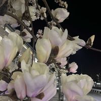 白木蓮,白木蓮,木蓮(もくれん),白い花,春の足音の画像