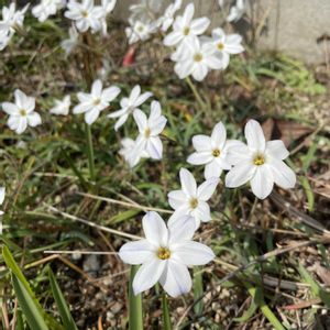 ハナニラ,放置栽培,神奈川県,庭の画像