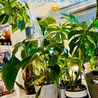 フィロデンドロン,森林浴,熱帯植物,癒しの空間,寒さに負けるなの画像