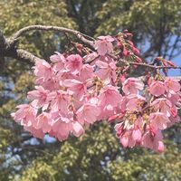 コブシ,サクラ,雅桜,スミレ科,公園散歩の画像