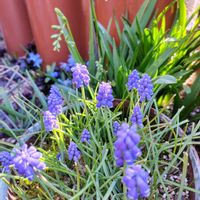 シラー,ムスカリ,ビオラ,球根植物,ナチュラルガーデンの画像