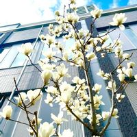 サクラ,サクラ,ソメイヨシノ,ソメイヨシノ,ハクモクレンの画像