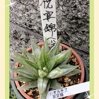 チューリップ,マーガレット,ハオルチア,ホワイトゴースト,マーガレットピンクの画像