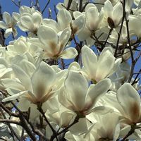 アネモネ,ハクモクレンの画像