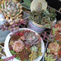 キウイ,ツルニチニチソウ,トリカラー,多肉植物いろいろ,センペルビウムの画像