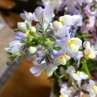 ネメシアの画像