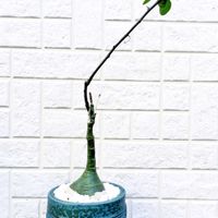 アデニア・グラウカ,塊根植物,コーデックス,南アフリカ原産,アデニア属の画像