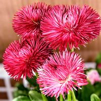 ヒナギク,デージー,ラナンキュラス,デイジー,キュンキュン乙女倶楽部の画像