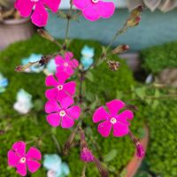 ツルコザクラ,オノマンネングサの画像