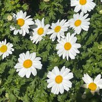 ノースポール,お出かけの画像