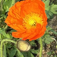 ヒナゲシの画像