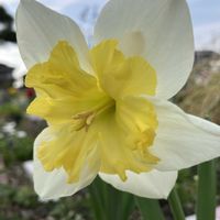 クリスマスローズ,クリスマスローズ,スイセン,ヒヤシンス,ボタンの画像