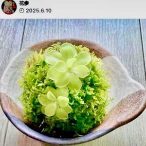 ムシトリスミレ,苔玉,食虫植物の画像
