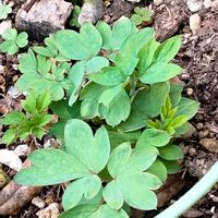 タイツリソウ,タイツリソウ,植えっぱなし,多年草,花が好きの画像