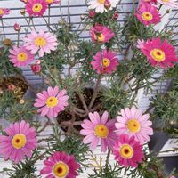 マーガレット,マーガレット,プリムラ　ジュリアン,花のある暮らし,今日のお花の画像