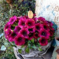 ペチュニア,寄せ植え,可愛い,庭の花,癒しの画像