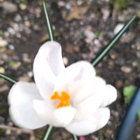 クロッカス,PWガウラ リリポックピンク,庭の画像