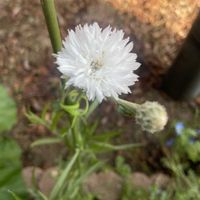 ヤグルマギクの画像