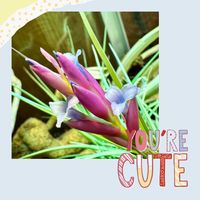 チランジア,チランジア　ストリクタ,エアプランツ,チランジアの花,春だねの画像