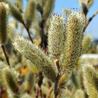 ネコヤナギ,散歩の画像