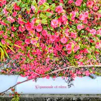 サザンカ,真っ赤な火曜日の画像