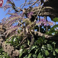 フジ,山野草,花のある生活の画像